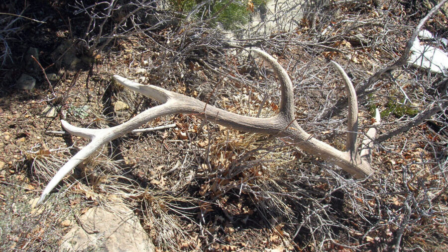 New requirements for the purchase and resale of shed antlers