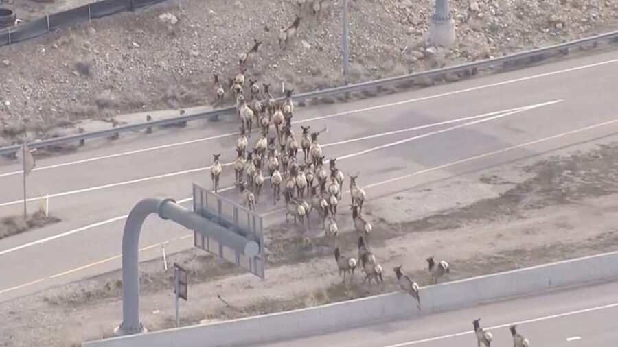 An elk herd crosses I-80 by I-215 near Parleys Canyon in Salt Lake City on March 19, 2023. New wild...