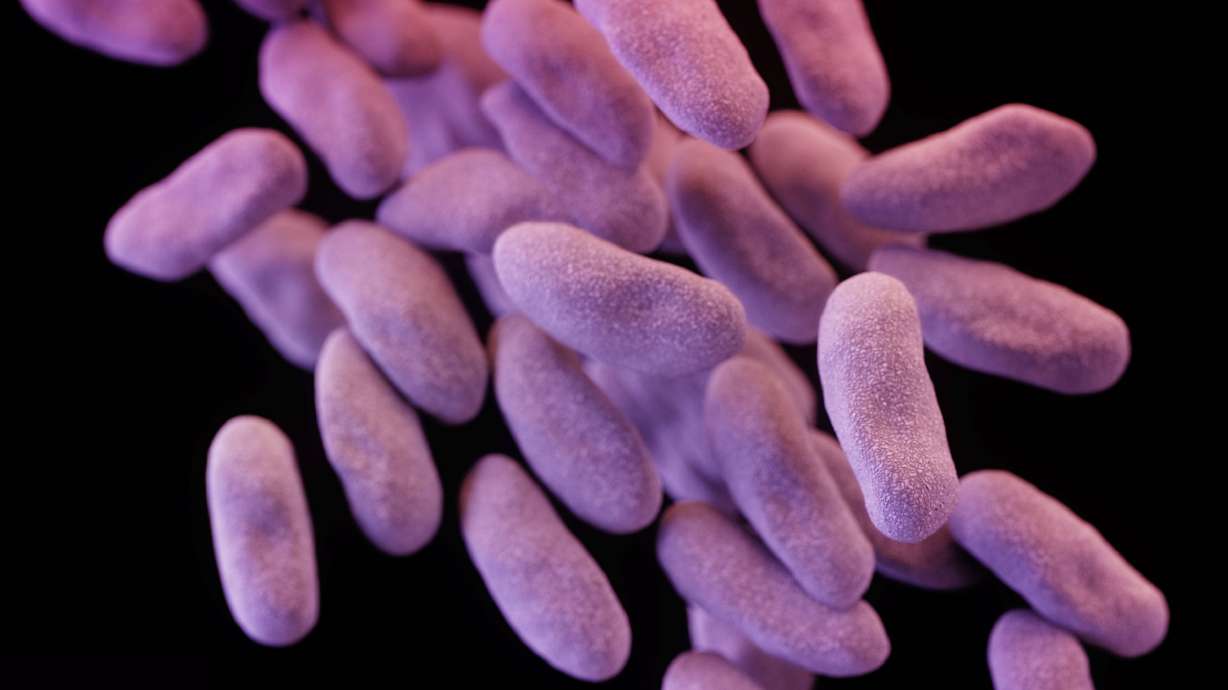 By 2050, deaths from drug-resistant bacteria are expected to increase by 70%