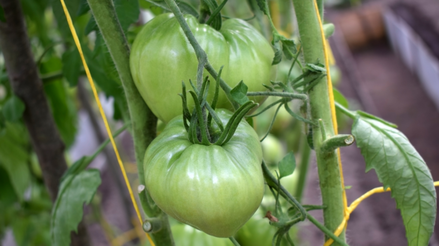 Tomatoes have a hard time ripening when the temperatures are consistently below 70 degrees Fahrenhe...