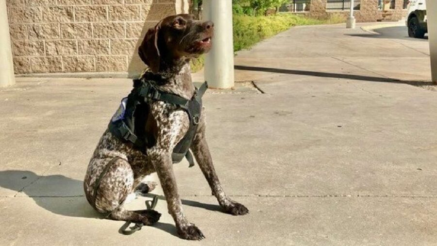 Piper, the new firearms- and explosives-sniffing K-9 serving Ogden School District schools, in an u...