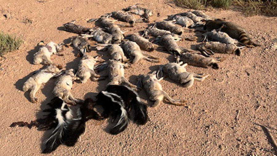 DWR discovers 31 dead animals on St. George golf course