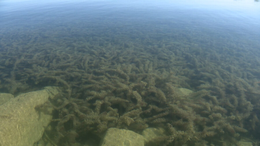 Eurasian milfoil is invasive to Bear Lake, and both Utah and Idaho are working to counteract the de...