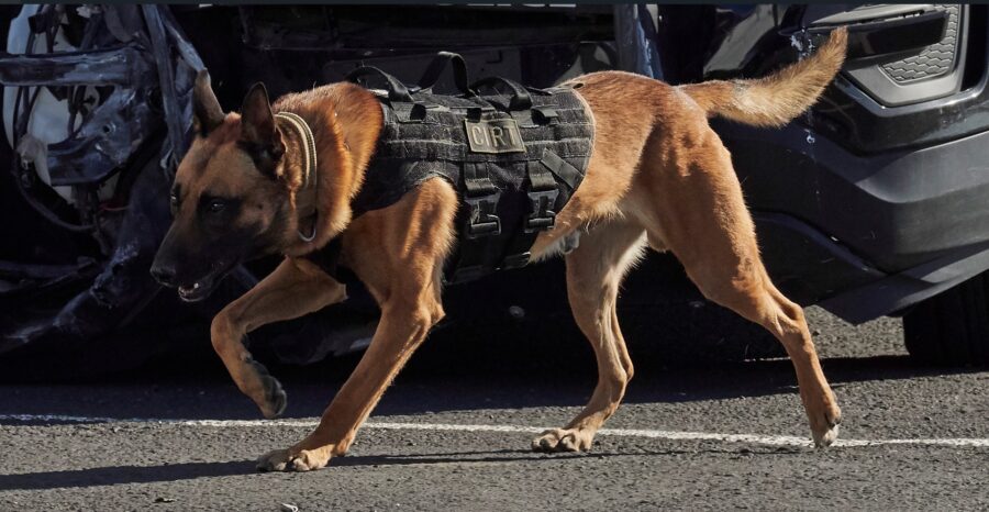 Utah prison admits K-9 death in hot car was preventable, officer reassigned