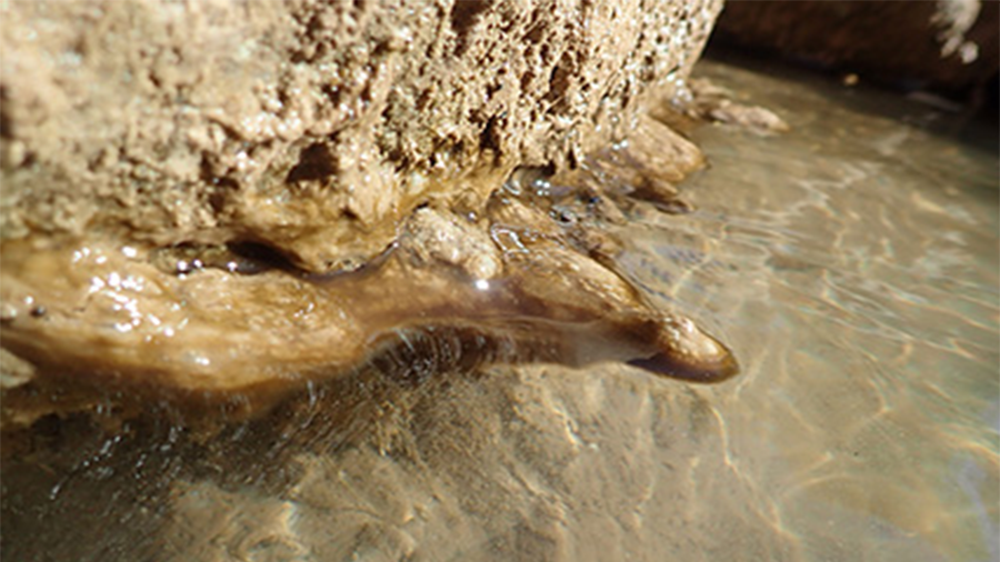 Toxic algal blooms were detected in Sand Hollow Reservoir on Tuesday, Oct. 23, 2024. (Utah Departme...