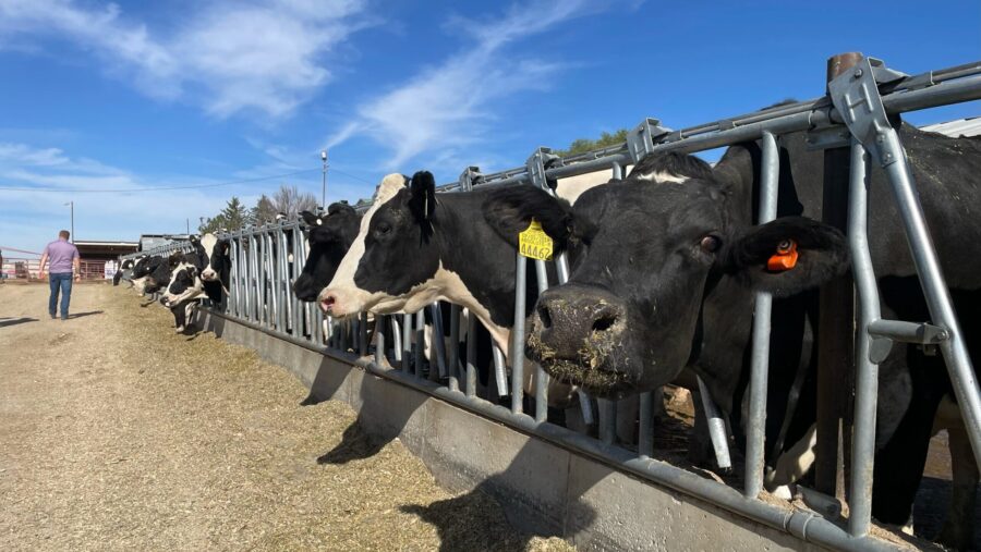 Cows pictured will undergo testing for bird flu....