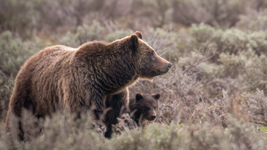 Famous grizzly, Bear 399, killed by car in Wyoming