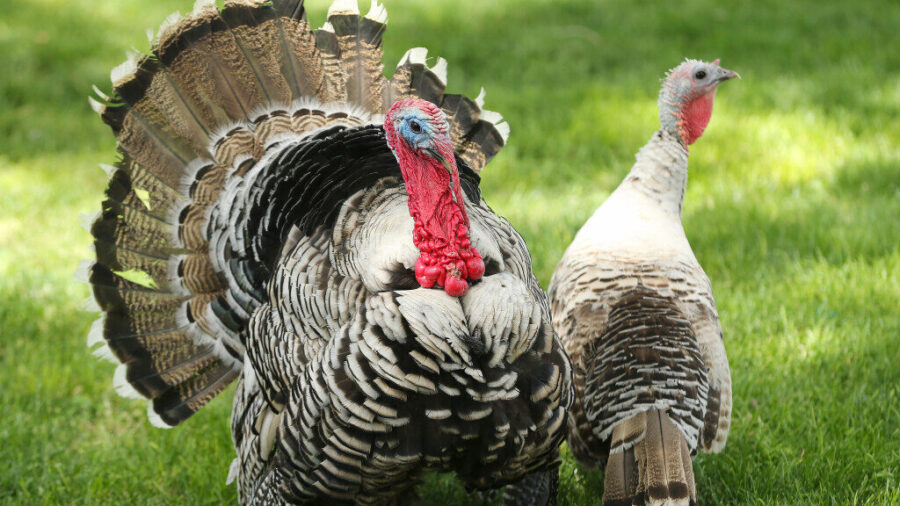 FILE: Turkeys roam the lawn of Nathan Hege. Wednesday, June 24, 2020. (Jeffrey D. Allred, Deseret N...