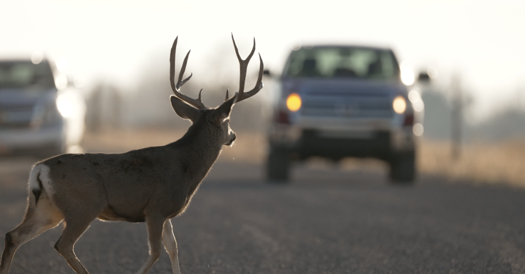 Utah wildlife officials to drivers: Watch out for deer as daylight saving time ends