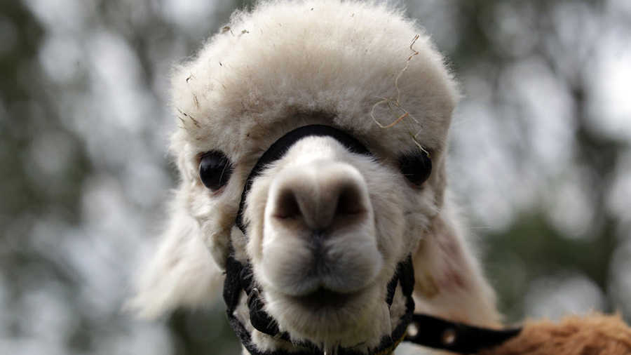 A llama looks out of its pen at the Royal Bath And West Show on May 30, 2012 in Shepton Mallet, Eng...